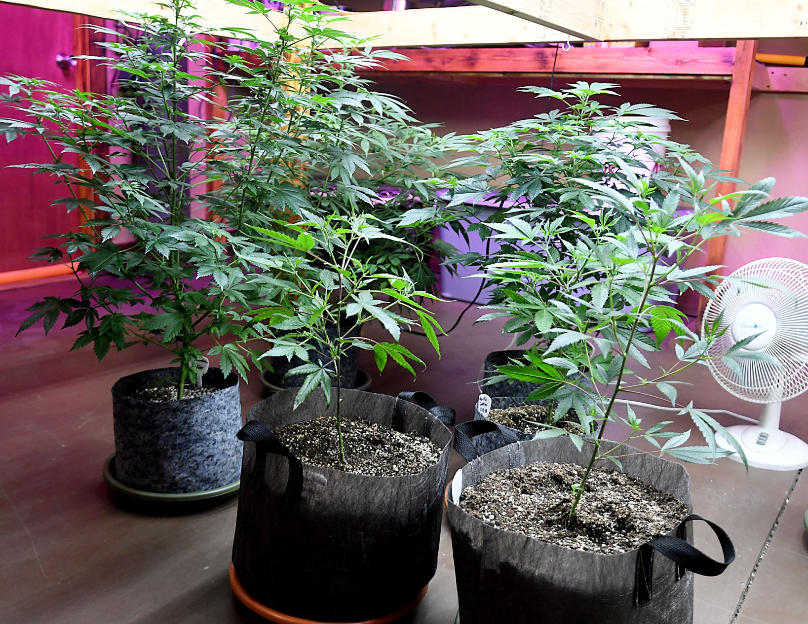 Progress Marijuana